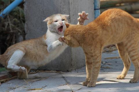 Домашние кошки проявили угрозу через выгнутую спину и шерсть дыбом — ветеринары