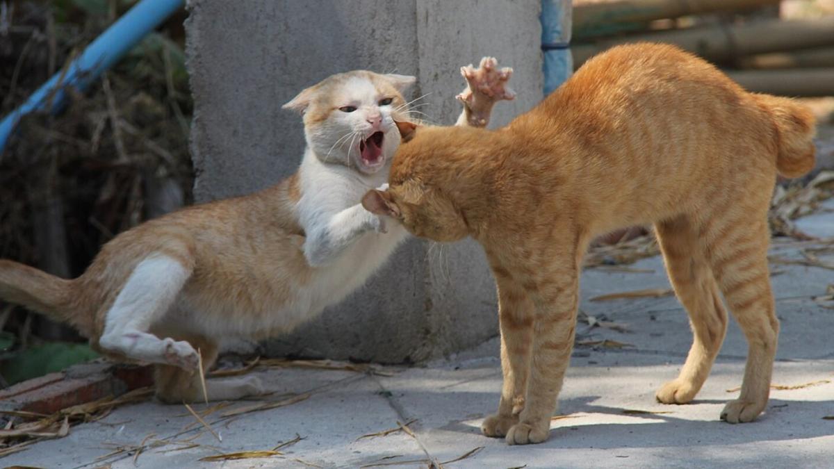 Дерущиеся коты