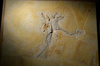 Палеонтолог Харт: вулканическое железо заморозило тропический лес Австралии в камне