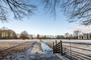 Первые морозы повредили нежные ткани растений — эксперт Дэвидом Деньером