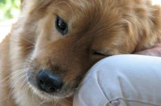 Проблемы с пищеварением мешают росту щенка — кинолог Карапетьянц