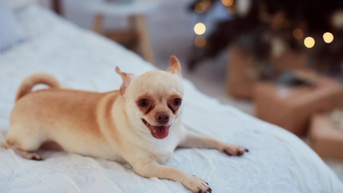 Домашняя собака