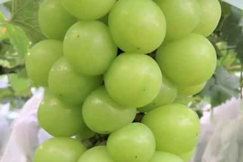 Леонид Холод рассказал, почему китайский виноград Shine Muscat безопасен при соблюдении норм Леонид Холод рассказал, почему китайский виноград Shine Muscat безопасен при соблюдении норм