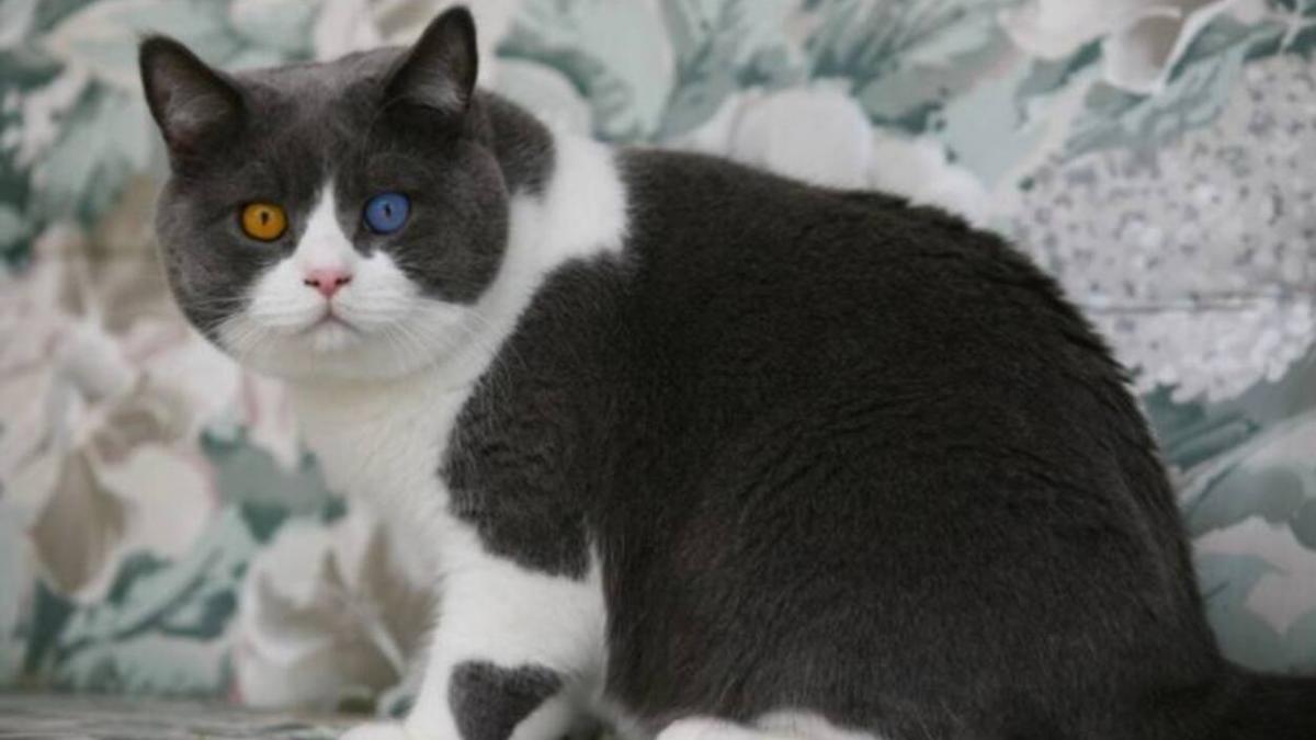 Кот Кот
