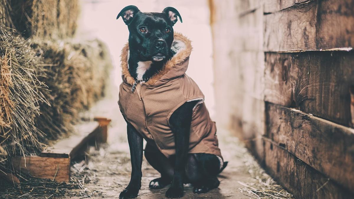 Собака в одежде