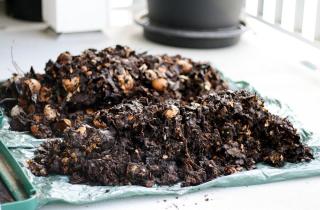 Эксперты по экологии: ошибки при компостировании приводят к появлению гнили и насекомых