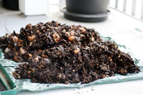 Эксперты по экологии: ошибки при компостировании приводят к появлению гнили и насекомых