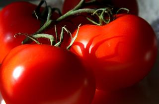 Молодые боковые побеги томатов быстро укореняюся в воде