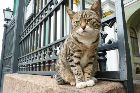 Из чего складывается характер вашей кошки: 5 факторов, которые влияют на личность мурлыки