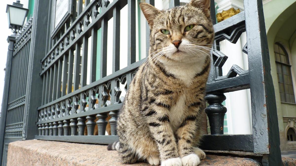 Эрмитажный кот Эрмитажный кот