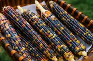 Кукуруза Glass Gem: история уникального сорта и советы по выращиванию в России