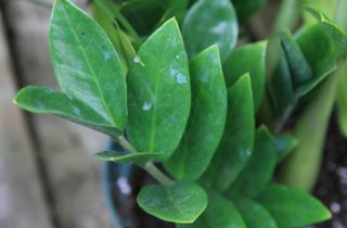 Листья замии образовали корни через три месяца, рассказали ботаниками