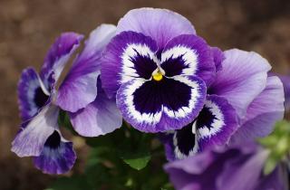 Подкормка виолы после пикировки ускоряет рост и развитие растения — Ирина Смирнова