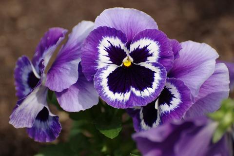 Подкормка виолы после пикировки ускоряет рост и развитие растения — Ирина Смирнова