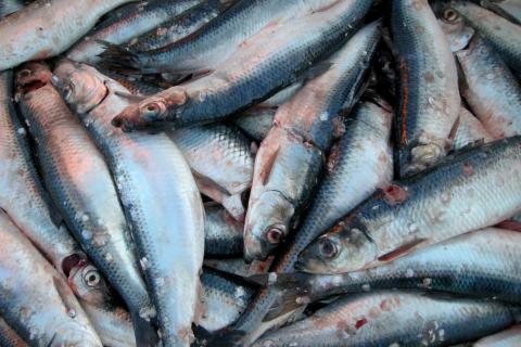 Сельдь остаётся самой популярной рыбой у россиян несмотря на рост цен — глава ВАРПЭ Зверев