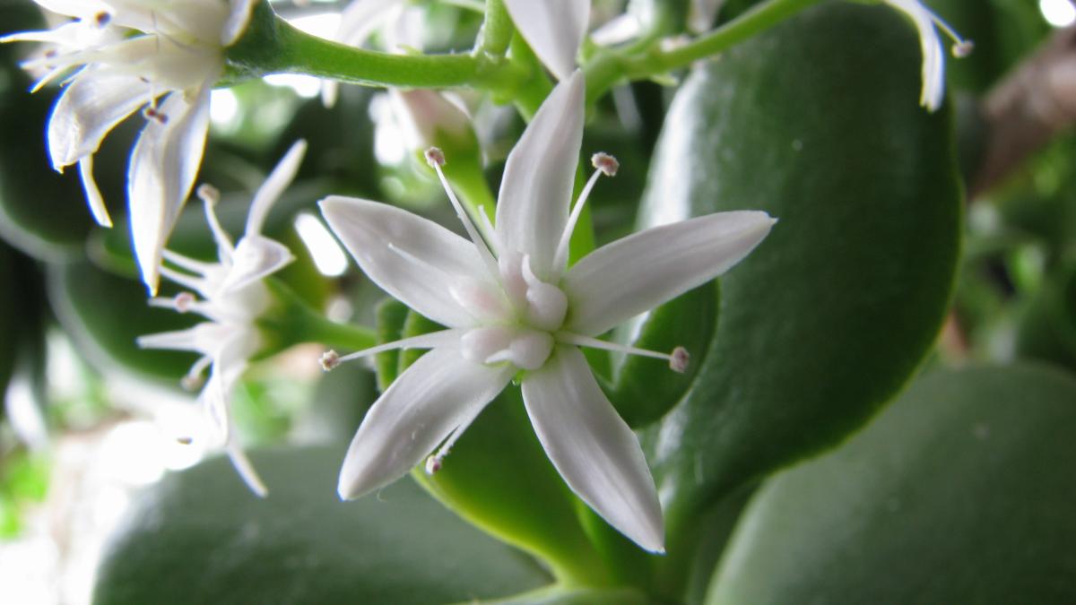 Нефритовое дерево