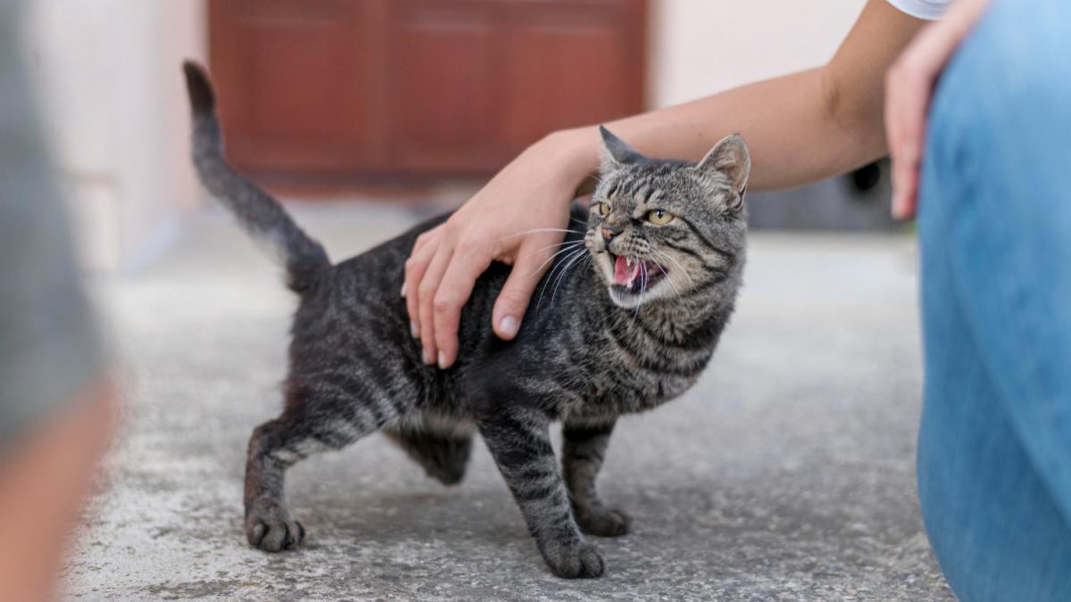 Сердитая кошка