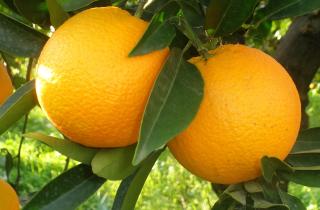 Специалисты сообщили, что медленная сушка апельсинов при 70–80 °C сохраняет аромат и натуральный оттенок