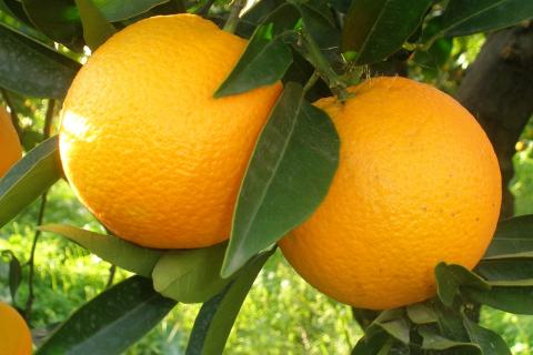 Специалисты сообщили, что медленная сушка апельсинов при 70–80 °C сохраняет аромат и натуральный оттенок