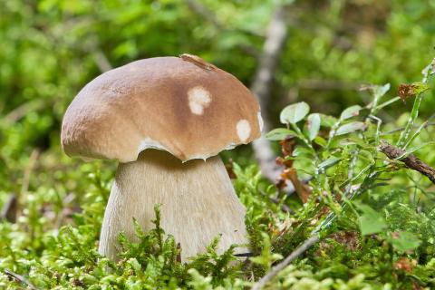 Белые грибы: польза и вред для здоровья, советы диетолога-нутрициолога