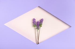 Лаванда лучше растёт при pH 6,5–7,5 в дренированной почве — House Digest