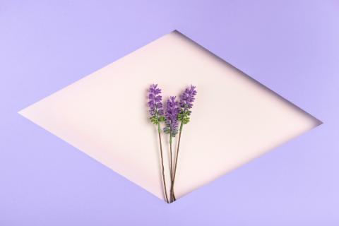 Лаванда лучше растёт при pH 6,5–7,5 в дренированной почве — House Digest