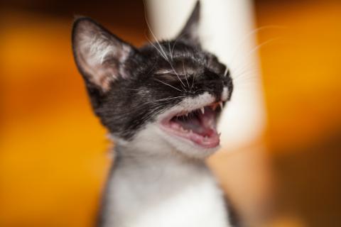 Врачи объяснили, как правильно приручить дикого котёнка: рекомендации ветеринаров