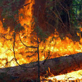 На Дальнем Востоке растет число лесных пожаров