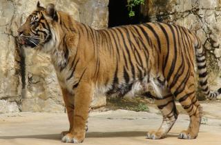 В Уфе прокуратура проверит жалобы на условия содержания животных в передвижном зоопарке