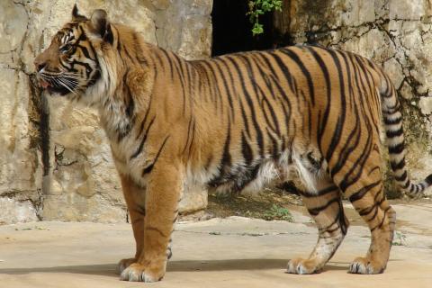 В Уфе прокуратура проверит жалобы на условия содержания животных в передвижном зоопарке