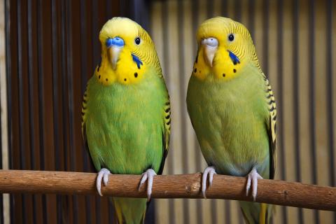 Гладкая блестящая поверхность клюва говорит о стабильном здоровье — орнитологи