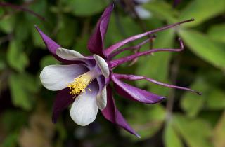 Октябрь — лучшее время для посадки колумбины, чтобы она зацвела уже следующей весной