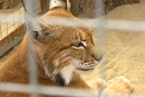 Рысь поцарапала руку девочке в детском лагере под Уфой - РИА Новости