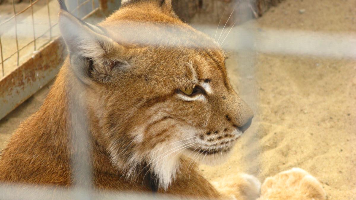 Рысь Гродно 1