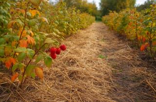 Пробовала все способы подготовки малины к зиме — только один действительно сработал