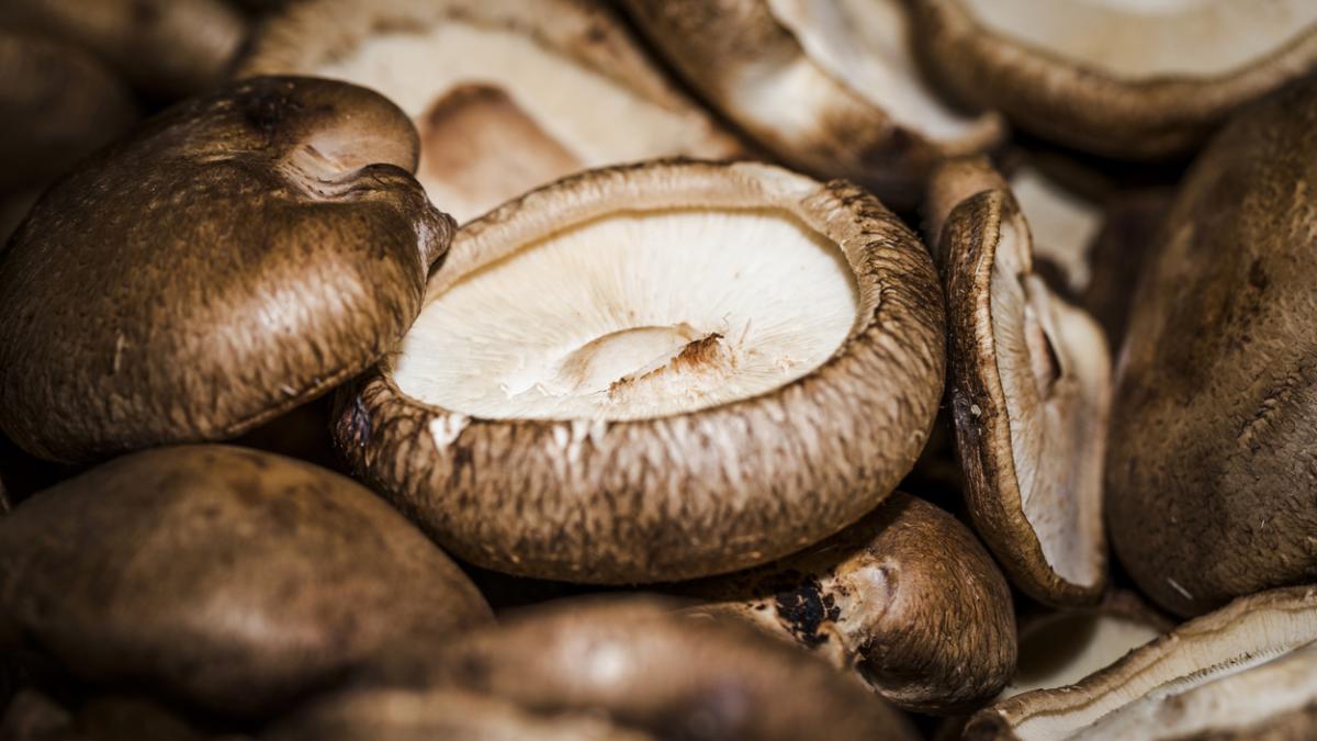 Грибы шиитаке