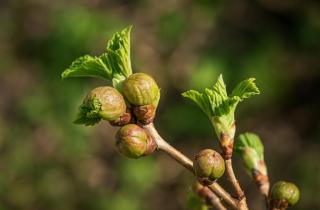 Органические удобрения усиливают рост и повышают урожайность смородины — эксперт
