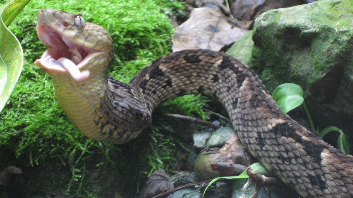 змея Bothrops brazili змея Bothrops brazili