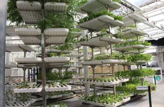 Современные гидропонные установки становятся основой домашнего фермерства — агротехнолог эксперт