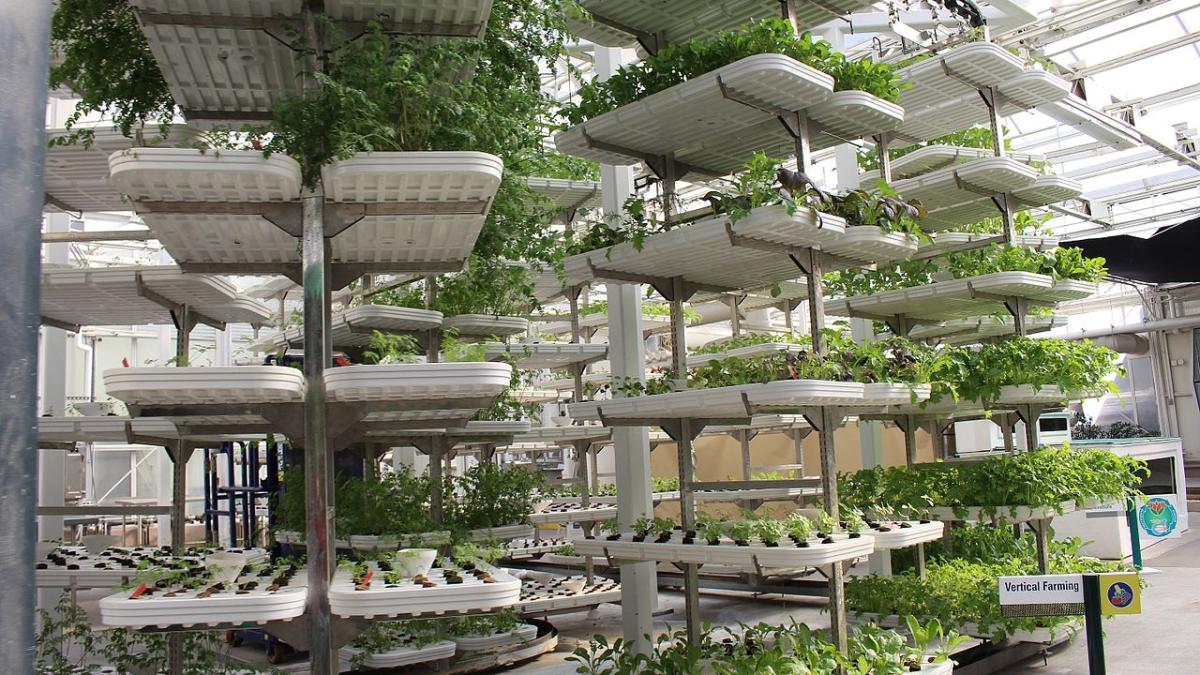 Гидропоника