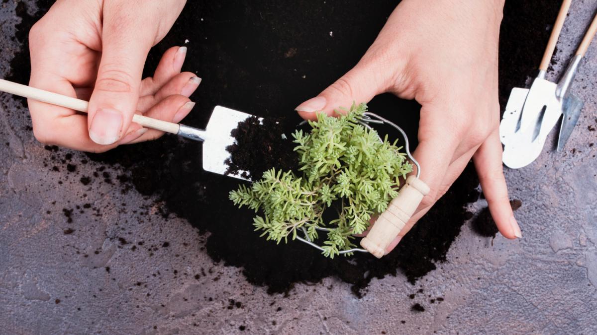 Уход за растением