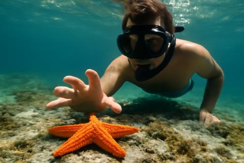Смерть морских звёзд: как болезнь SSWD угрожает экосистеме океана, по данным экологов