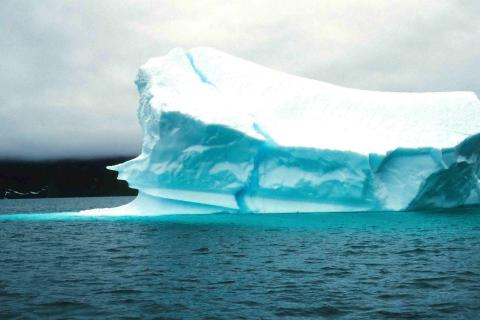 Британская экспедиция зафиксировала подлёдный город из тысяч рыб рода Neopagetopsis