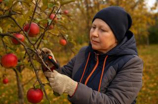 Удаляла плоды с монилиозом — и в этом сезоне урожай не подвёл: профилактика спасла деревья
