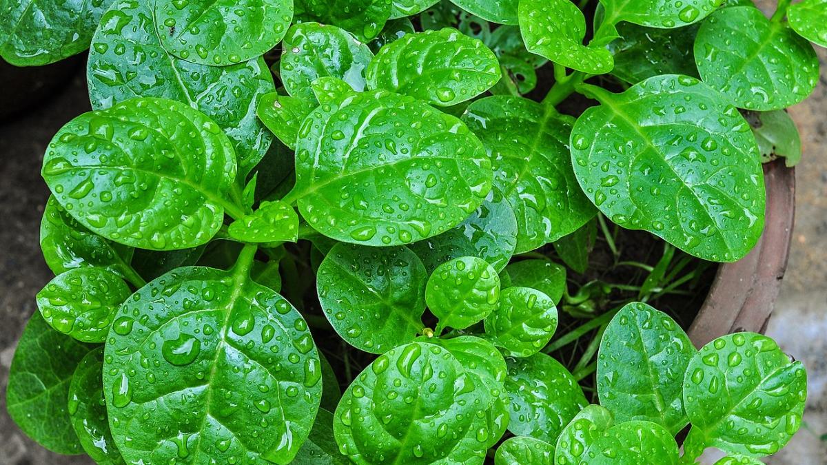 Шпинат, зелень