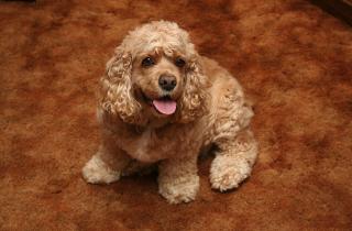 Порода кавалер-кинг-чарльз выведена в XX веке — кинологи