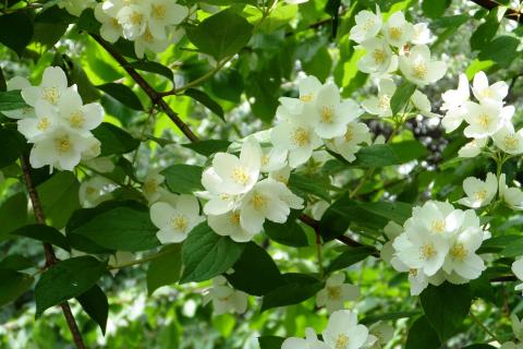 Сирень и липа создают атмосферу покоя и улучшают качество сна – Ирина Соловьёва Сирень и липа создают атмосферу покоя и улучшают качество сна – Ирина Соловьёва