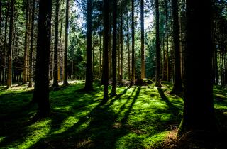 Журнал Nature: учёные выявили бактерии, вырабатывающие метан внутри древесины