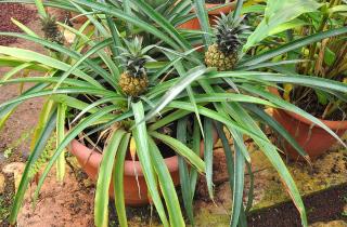 Выращивание ананаса дома превращается в увлекательное экологичное хобби — эксперт ботаник