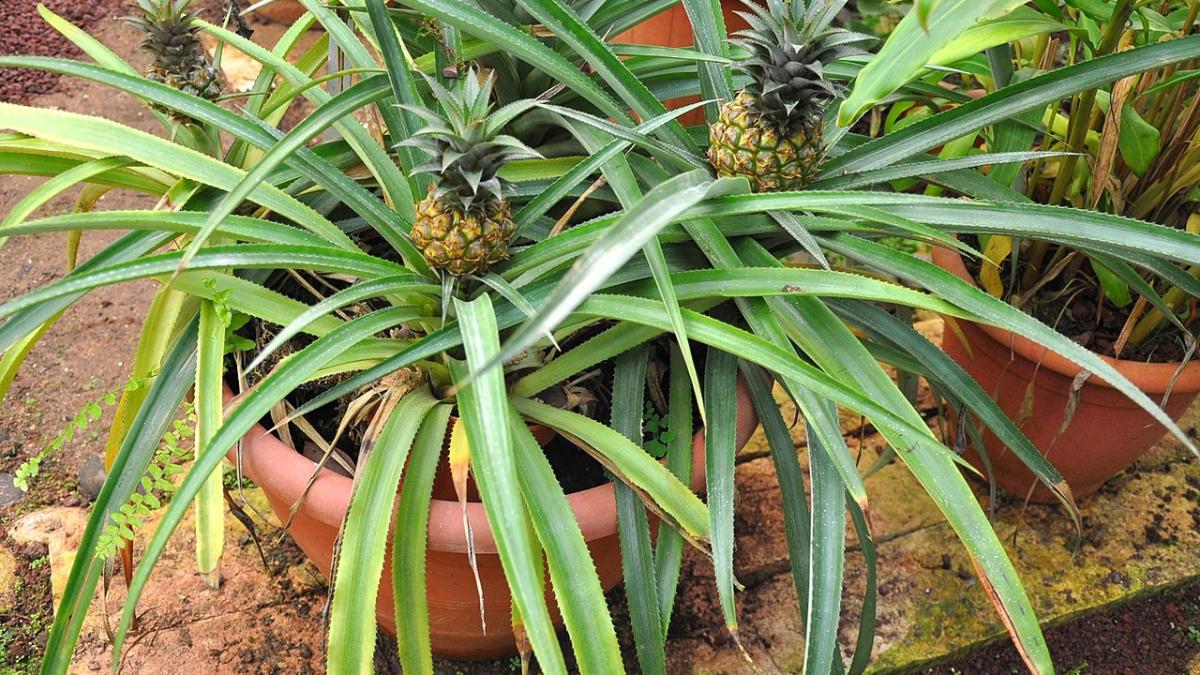 Комнатный ананас